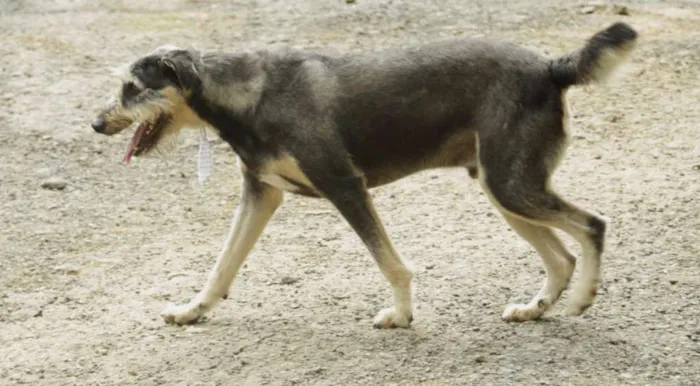 Cachorro ra a SRD idade 4 anos nome KIKO - Mulekão lindo!