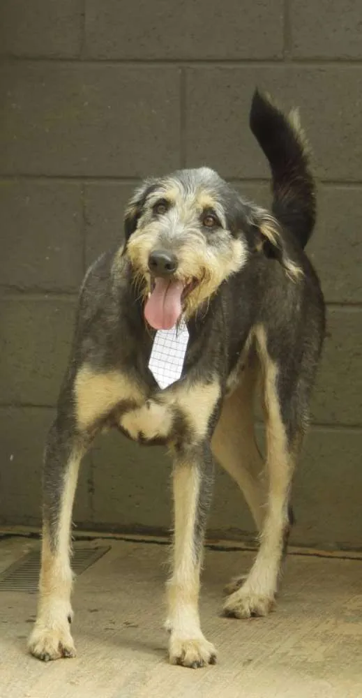 Cachorro ra a SRD idade 4 anos nome KIKO - Mulekão lindo!