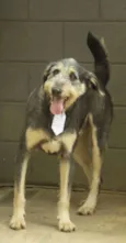 KIKO - Mulekão lindo!