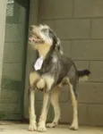 KIKO - Mulekão lindo!