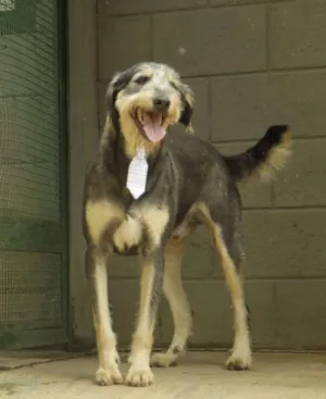 Cachorro raça SRD idade 4 anos nome KIKO - Mulekão lindo!