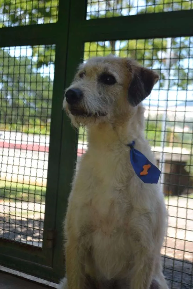 Cachorro ra a SRD idade 3 anos nome COBBY - Fofissímmo! 