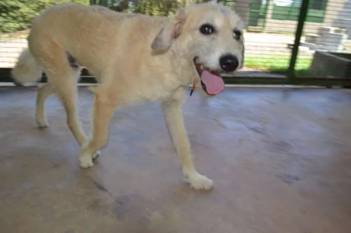 Cachorro ra a SRD idade 3 anos nome COBBY - Fofissímmo! 