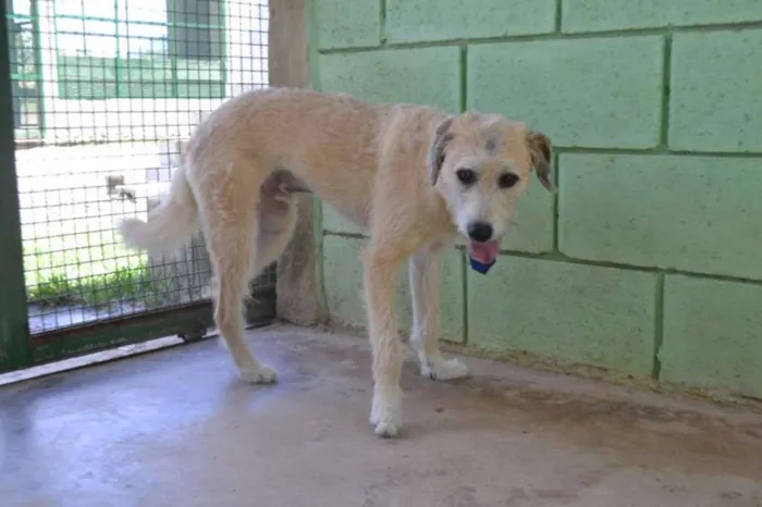 Cachorro ra a SRD idade 3 anos nome COBBY - Fofissímmo! 
