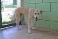 COBBY - Fofissímmo!