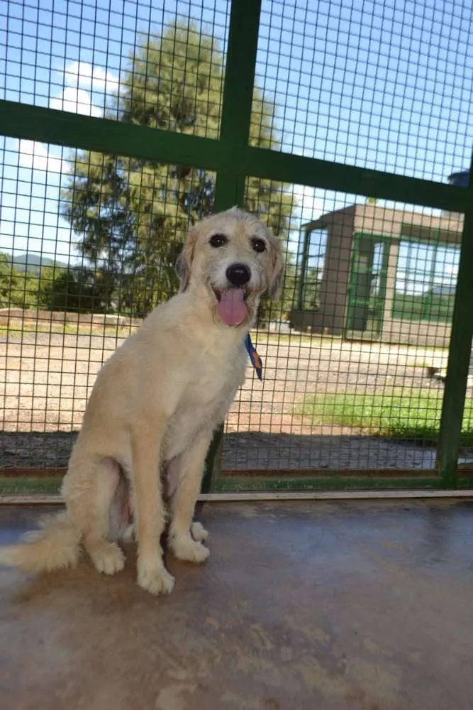 Cachorro ra a SRD idade 3 anos nome COBBY - Fofissímmo! 