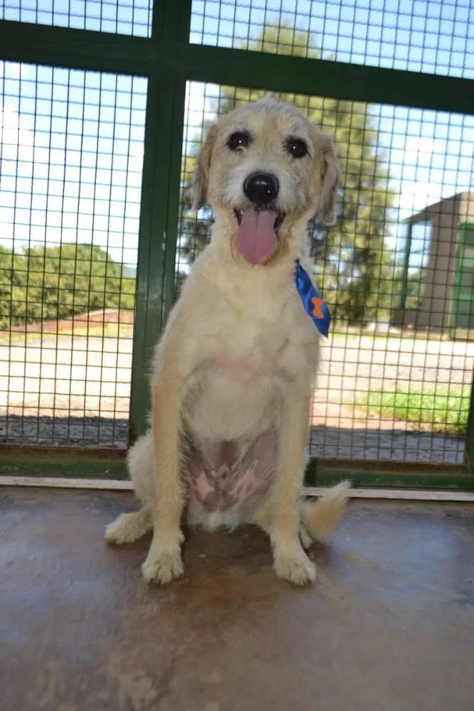 Cachorro ra a SRD idade 3 anos nome COBBY - Fofissímmo! 