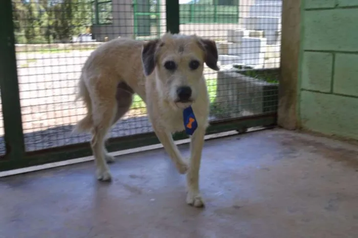 Cachorro ra a SRD idade 3 anos nome COBBY - Fofissímmo! 