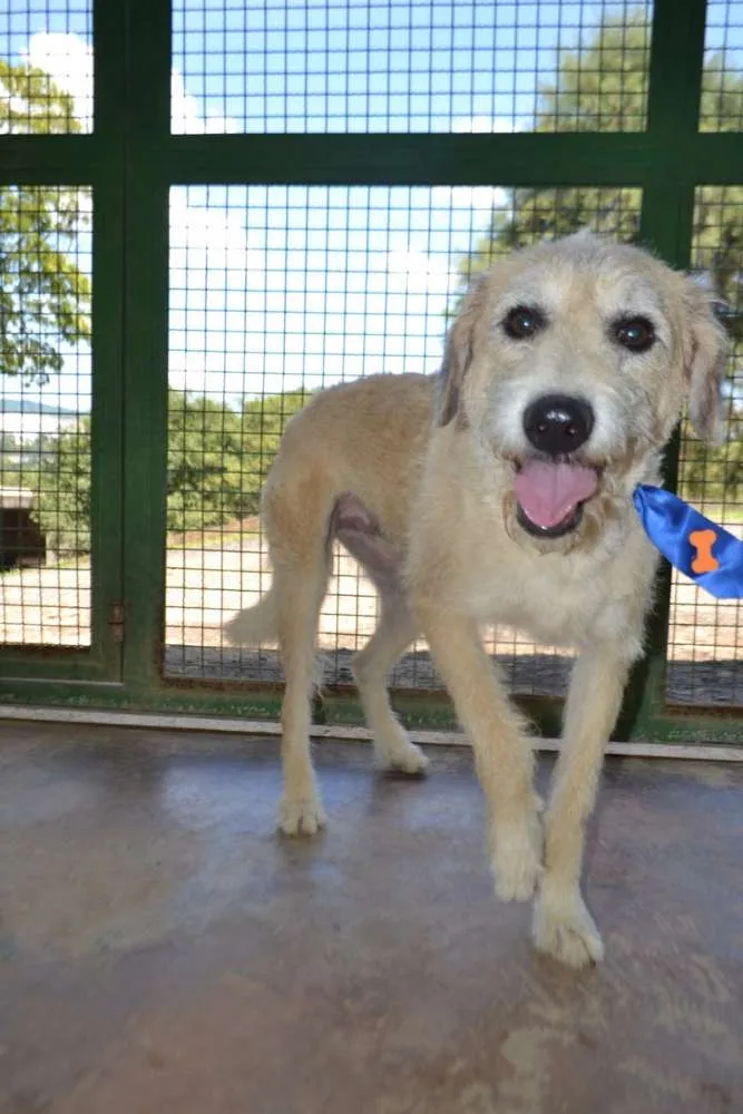 Cachorro ra a SRD idade 3 anos nome COBBY - Fofissímmo! 