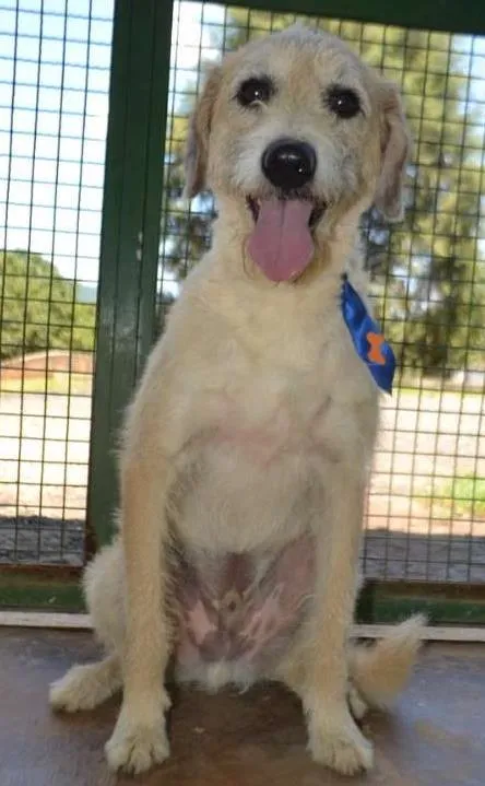 Cachorro ra a SRD idade 3 anos nome COBBY - Fofissímmo! 