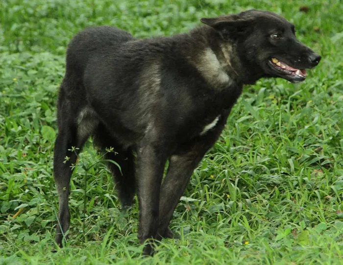 Cachorro ra a SRD idade 3 anos nome BISTECA - Pretinha 
