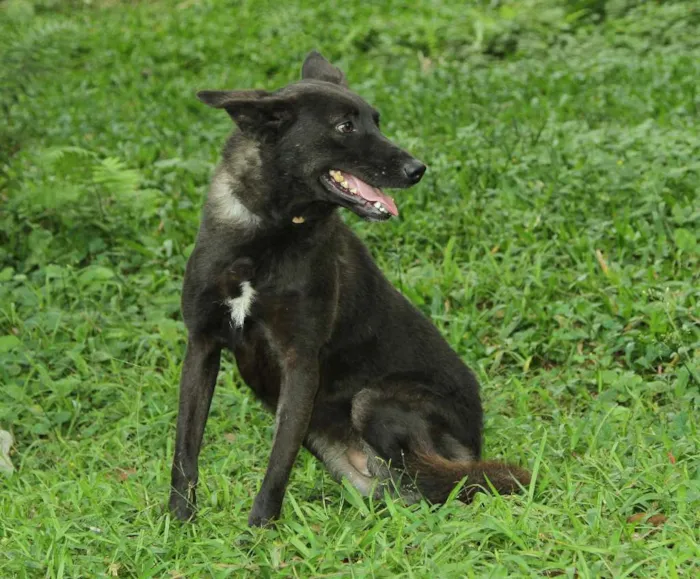Cachorro ra a SRD idade 3 anos nome BISTECA - Pretinha 