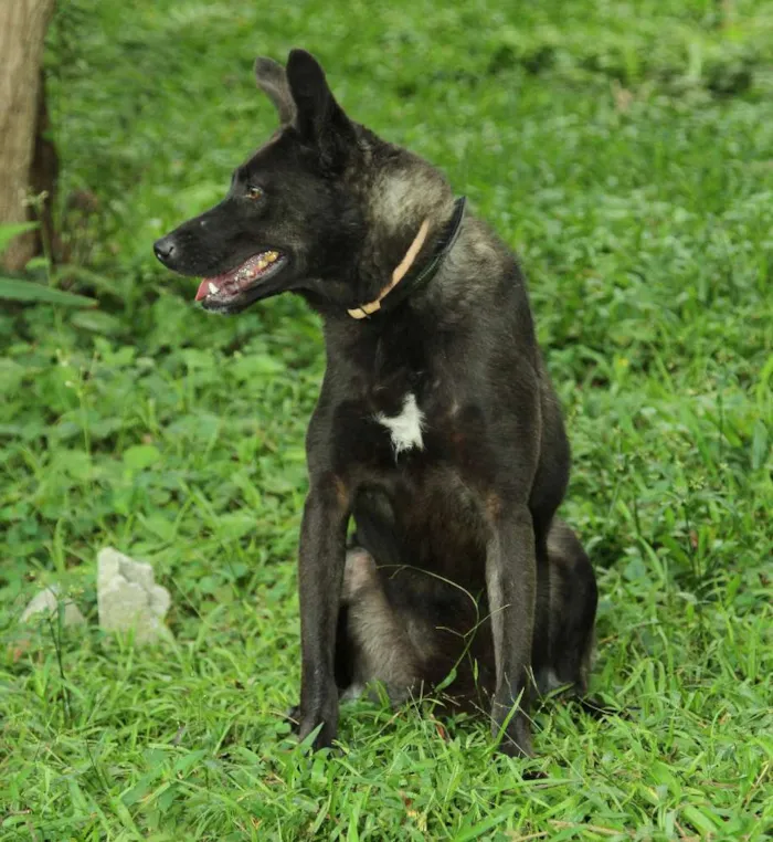Cachorro ra a SRD idade 3 anos nome BISTECA - Pretinha 