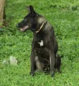 BISTECA - Pretinha