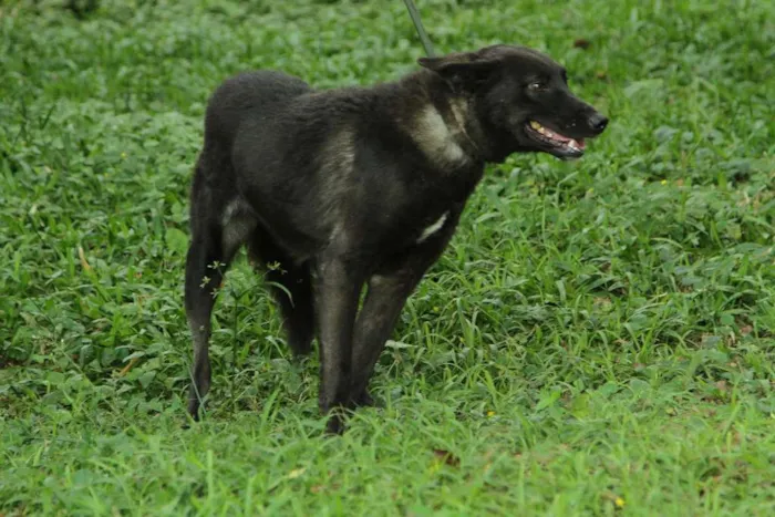 Cachorro ra a SRD idade 3 anos nome BISTECA - Pretinha 
