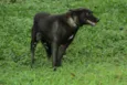 BISTECA - Pretinha