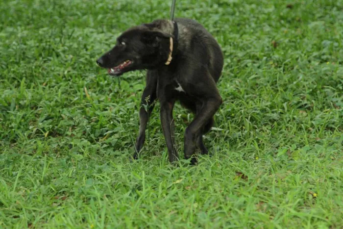 Cachorro ra a SRD idade 3 anos nome BISTECA - Pretinha 