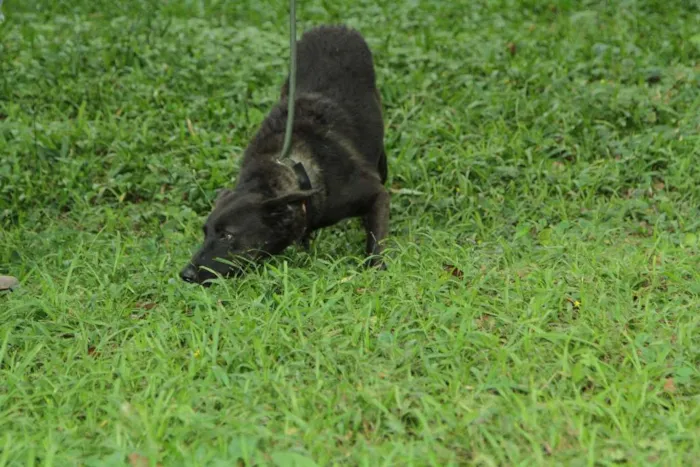 Cachorro ra a SRD idade 3 anos nome BISTECA - Pretinha 