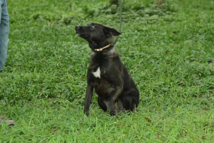 Cachorro ra a SRD idade 3 anos nome BISTECA - Pretinha 