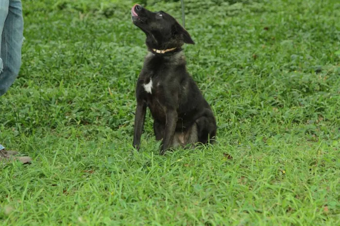 Cachorro ra a SRD idade 3 anos nome BISTECA - Pretinha 