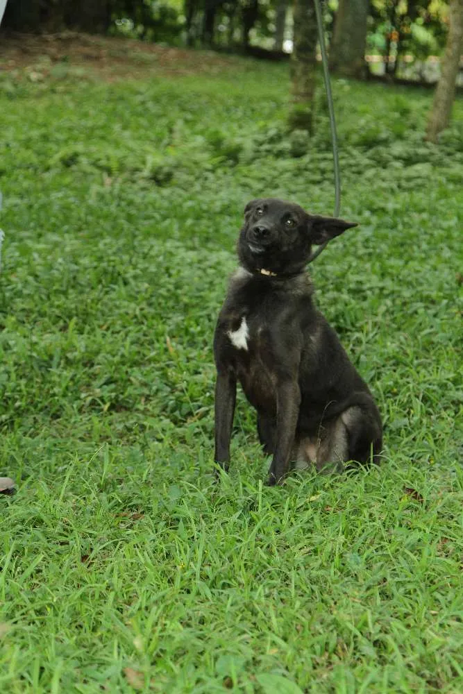Cachorro ra a SRD idade 3 anos nome BISTECA - Pretinha 
