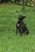 BISTECA - Pretinha