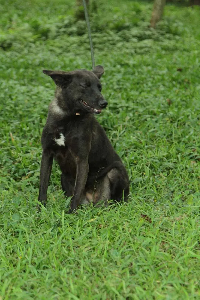 Cachorro ra a SRD idade 3 anos nome BISTECA - Pretinha 