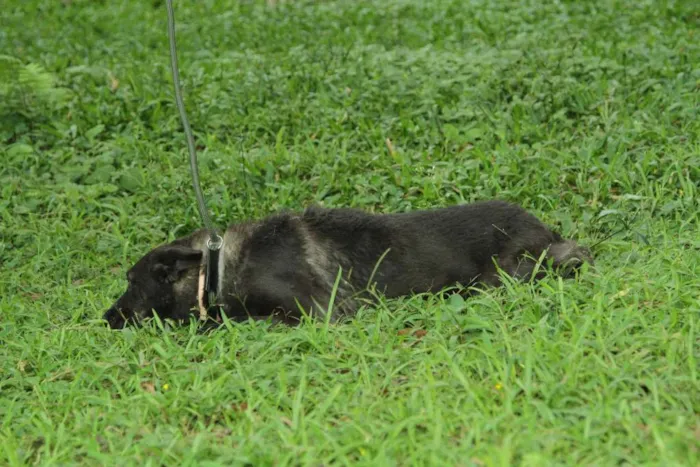 Cachorro ra a SRD idade 3 anos nome BISTECA - Pretinha 