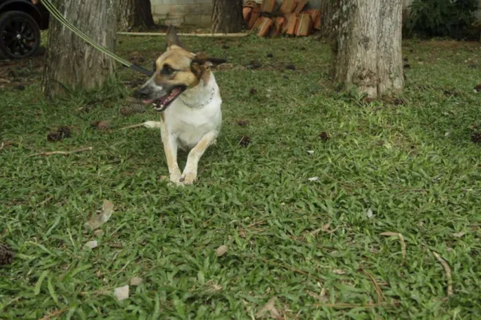 Cachorro ra a SRD idade 5 anos nome VIDINHA - muito lin
