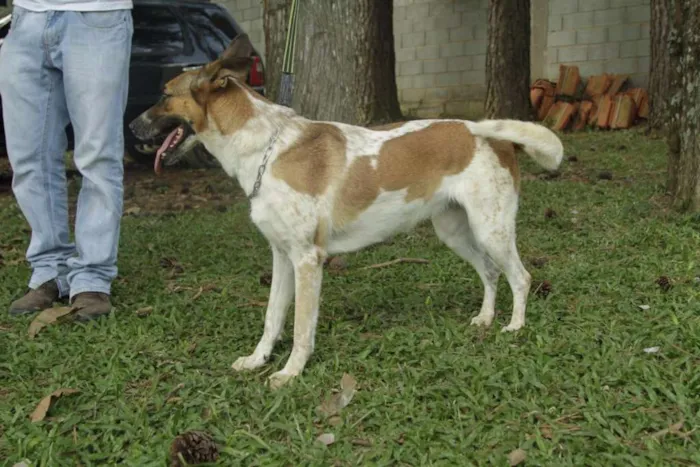 Cachorro ra a SRD idade 5 anos nome VIDINHA - muito lin