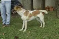 VIDINHA - muito lin