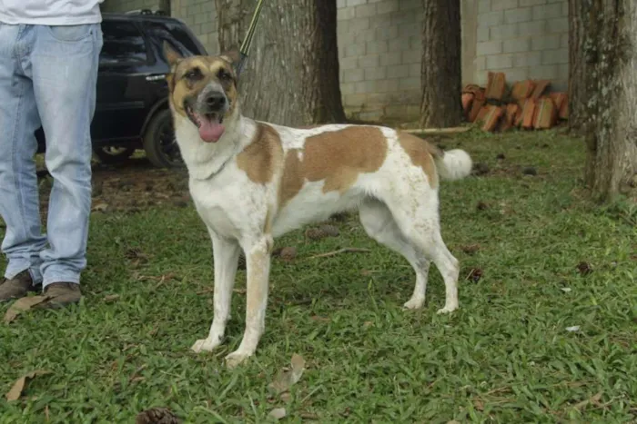 Cachorro ra a SRD idade 5 anos nome VIDINHA - muito lin