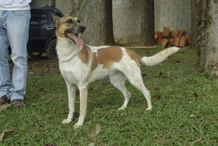 Cachorro ra a SRD idade 5 anos nome VIDINHA - muito lin