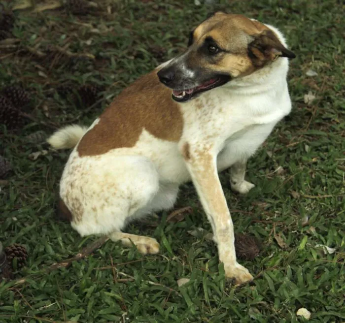 Cachorro ra a SRD idade 5 anos nome VIDINHA - muito lin