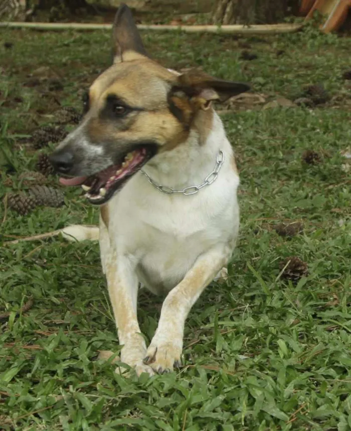 Cachorro ra a SRD idade 5 anos nome VIDINHA - muito lin