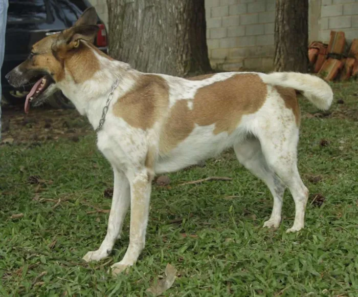 Cachorro ra a SRD idade 5 anos nome VIDINHA - muito lin