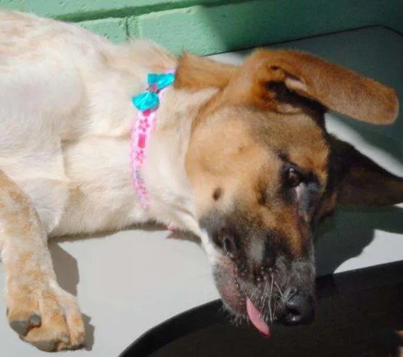 Cachorro ra a SRD idade 5 anos nome VIDINHA - muito lin