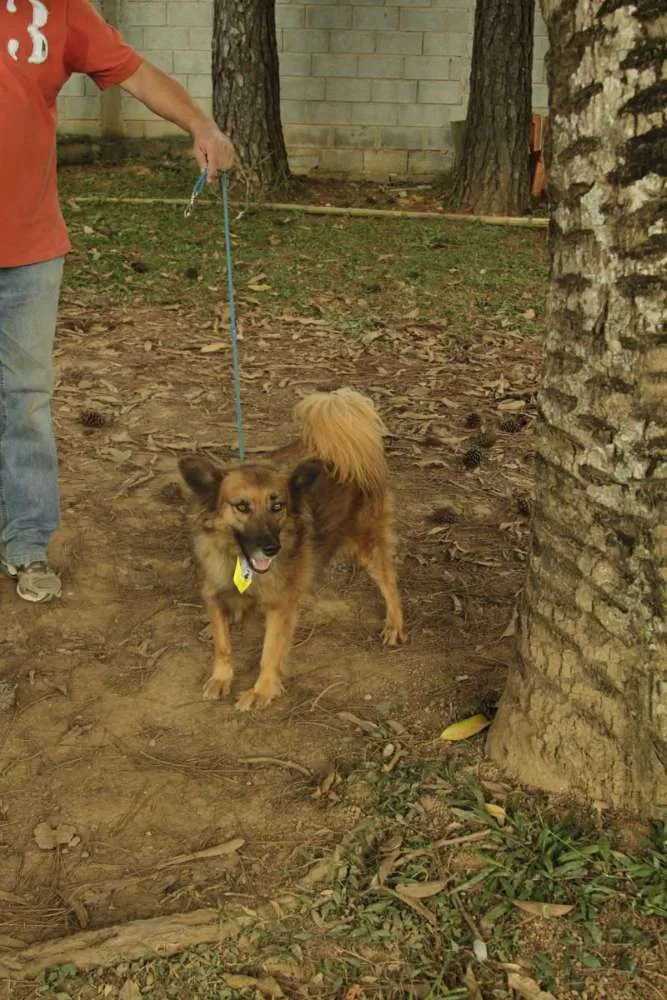 Cachorro ra a SRD idade 5 anos nome ZINGO- LINDO 
