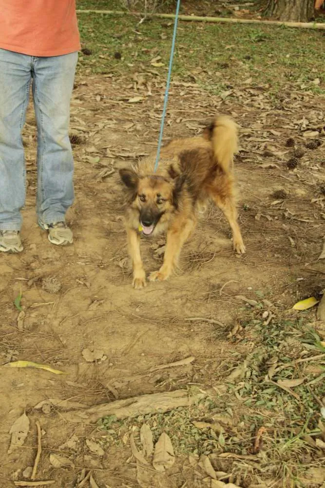 Cachorro ra a SRD idade 5 anos nome ZINGO- LINDO 