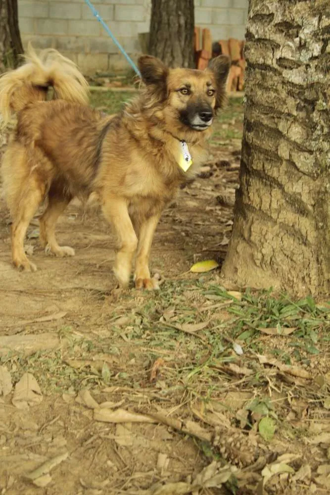 Cachorro ra a SRD idade 5 anos nome ZINGO- LINDO 