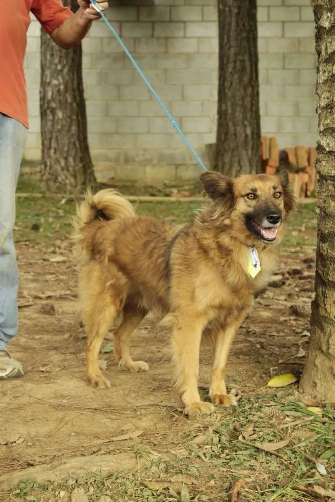 Cachorro ra a SRD idade 5 anos nome ZINGO- LINDO 