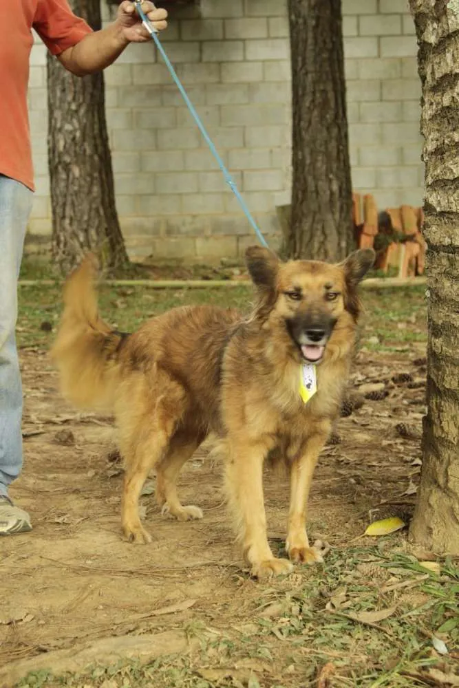Cachorro ra a SRD idade 5 anos nome ZINGO- LINDO 