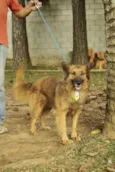 ZINGO- LINDO