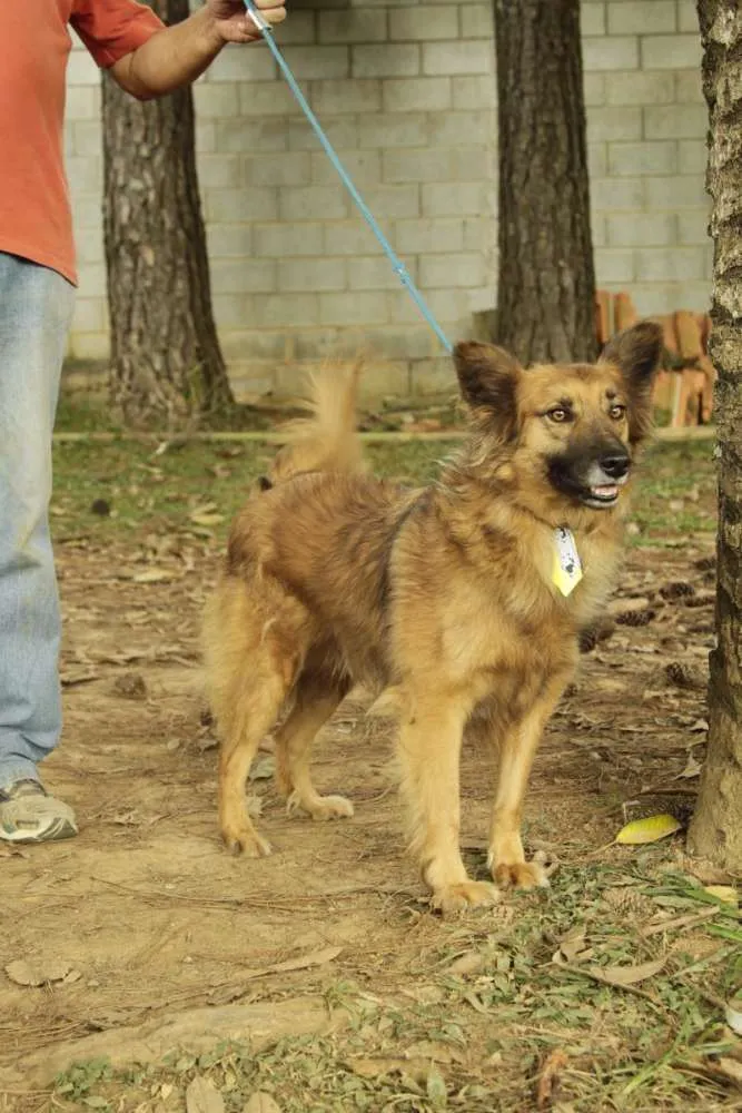 Cachorro ra a SRD idade 5 anos nome ZINGO- LINDO 