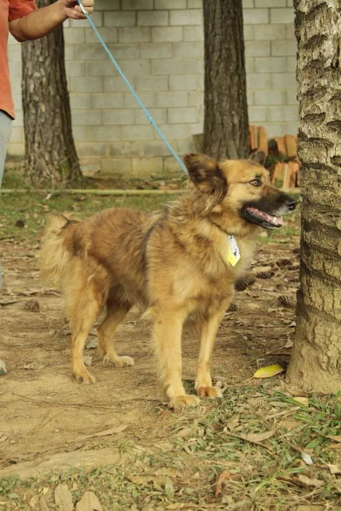 Cachorro ra a SRD idade 5 anos nome ZINGO- LINDO 