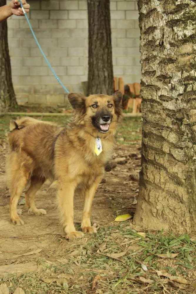 Cachorro ra a SRD idade 5 anos nome ZINGO- LINDO 