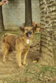 ZINGO- LINDO
