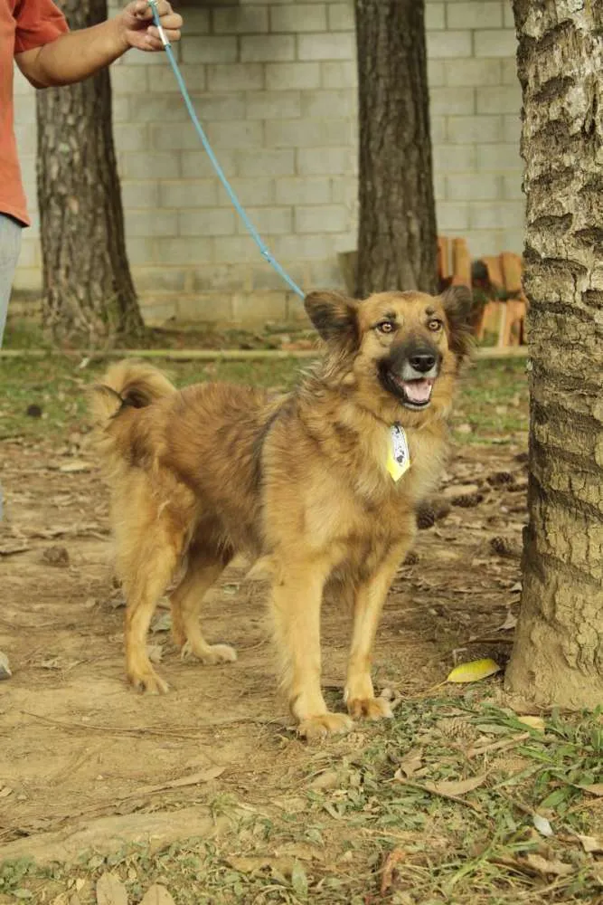 Cachorro ra a SRD idade 5 anos nome ZINGO- LINDO 