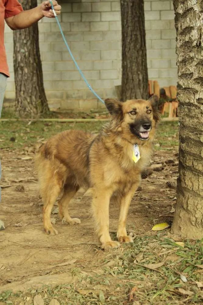 Cachorro ra a SRD idade 5 anos nome ZINGO- LINDO 
