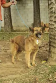 ZINGO- LINDO